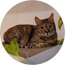 Adi Elhadif profile picture